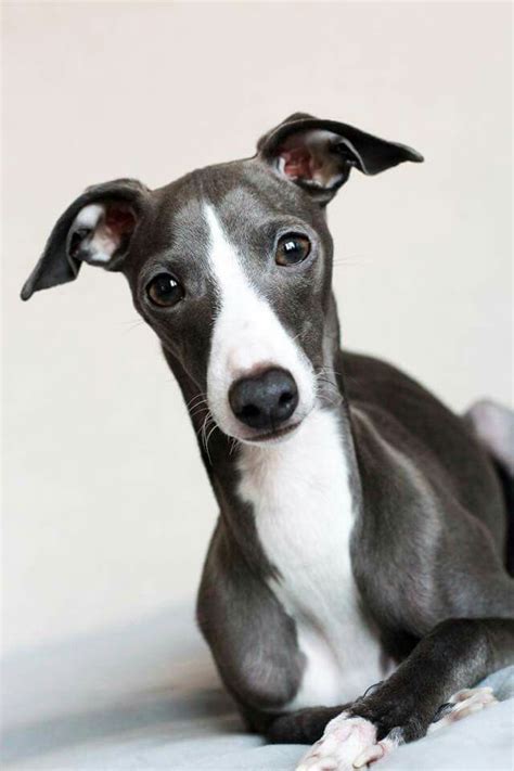 Handsome Louis Whippet Dog Whippet Puppies Grey Hound Dog