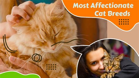 Most Affectionate Lap Cat Breeds The 10 Most Cuddly Cat Breeds Youtube