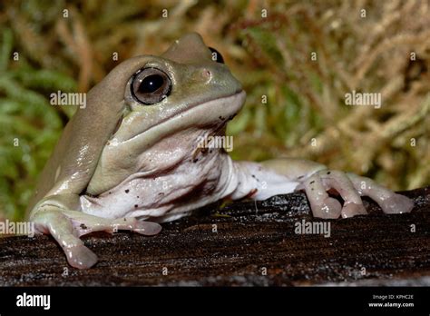 Whites Dumpy Frog Litoria Caerulea Captive Stock Photo Alamy
