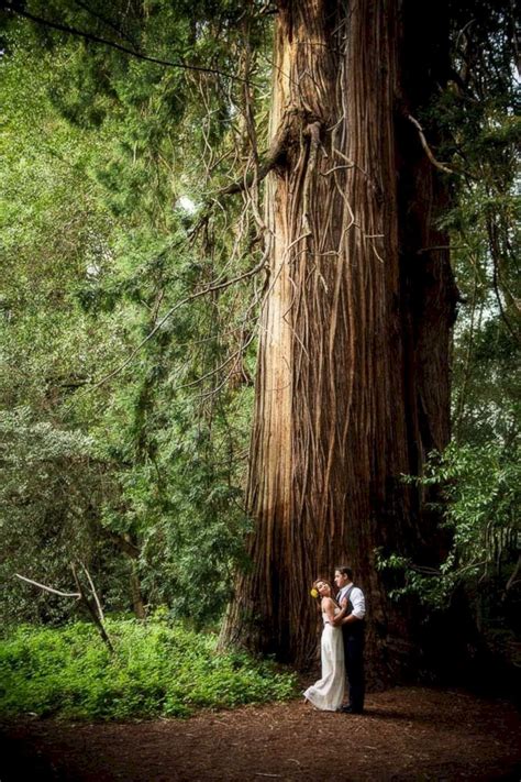 20 Incredible Redwood Forest Wedding Ideas For Your