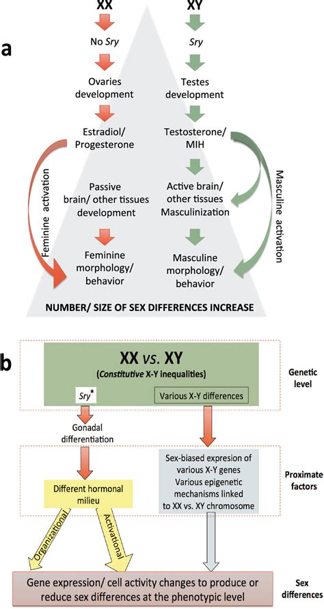 According To Traditional Views Of Sexual Differentiation Panel A Xx Download Scientific