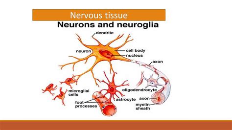Nervous Tissue Neuron And Neuroglia Online Biology Notes