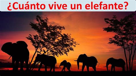 Cuanto Vive Un Elefante Youtube