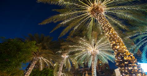 4 Ways To Protect Your Palm Trees From Winter Temps Desert Empire Palms