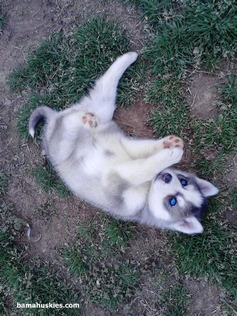 Grey And White Siberian Husky Husky Videos And Pictures