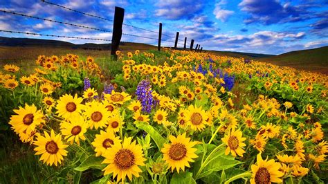 Download Yellow Flower Close Up Fence Field Flower Nature Sunflower Hd