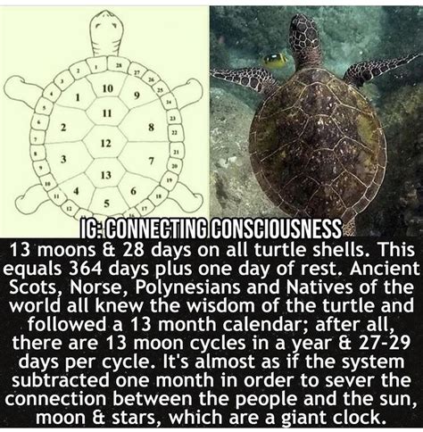 Pin By Roos Warnders On Your Pinterest Likes In 2021 Turtle Wisdom