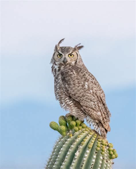 Owl Portraits Foothills Clusters Wildlife