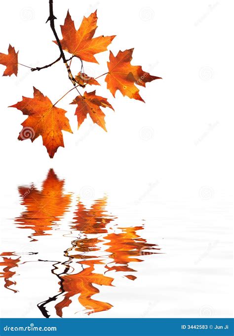 Red Maple Leaves Reflection Stock Image Image Of Leaves Reflection