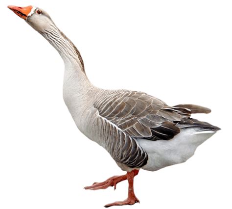 goose png clip art library