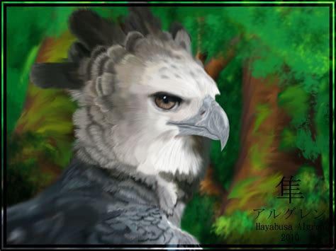 Harpy Eagle By Algren Hayabusa On Deviantart