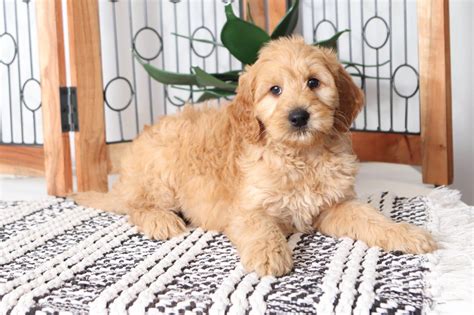 F1b curly coated goldendoodle puppies. Buckle - Loving Male Mini F1B Goldendoodle Puppy - Florida ...
