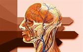 Photos | Anatomie de la tête en 10 illustrations