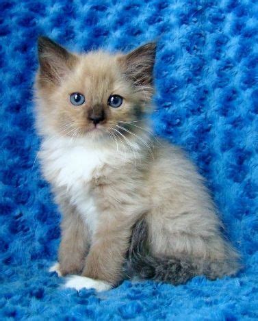 Ragdoll kittens has outstanding ragdoll cats and ragdoll kittens for sale. Ragdoll Kittens for Sale - Buy Ragdoll Kittens | Baby ...