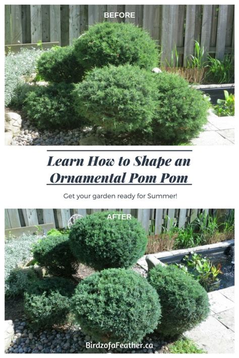 Reshape A Pom Pom Topiary How To Prune Birdz Of A Feather