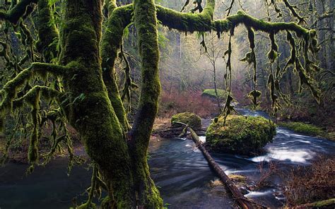 Moss Trees Stones Stream Oregon Green Tree And Water Stream Moss