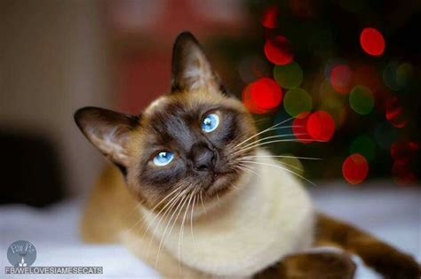 Gorgeous Gal Fancy Cats Cats Siamese Cats