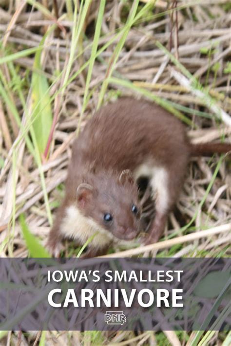 Meet Iowas Smallest Carnivore Dnr News Releases