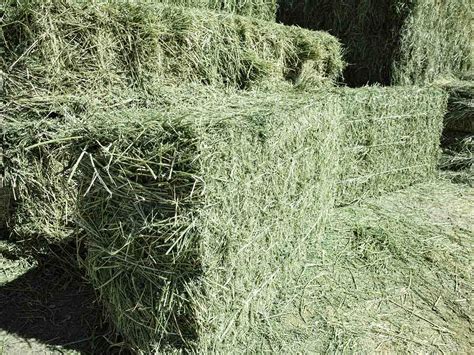 Alfalfa Hay For Sale 2 — Conway Feed And Supply