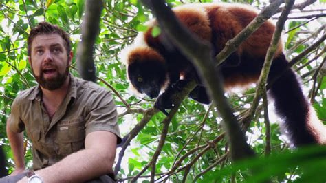 Increíble Hallazgo De Una Especie De Lemur A Lo Alto De Los árboles