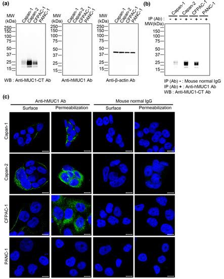 Ijms Free Full Text A Novel Monoclonal Antibody Targets Mucin1 And