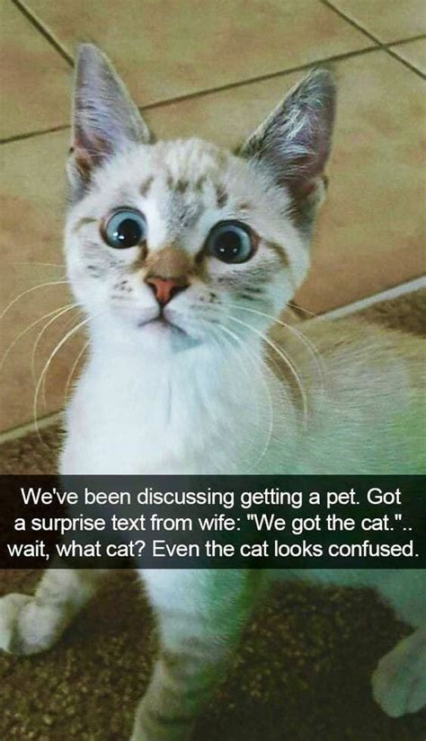Celebrate Caturday In A Major Way 50 Cat Memes Funny Cat Memes