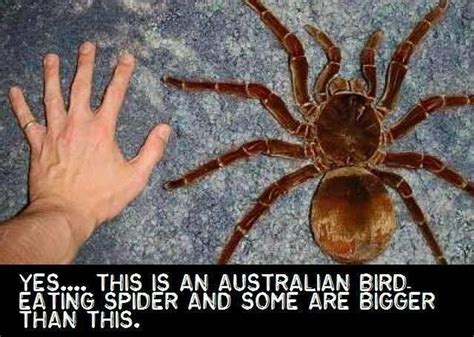 Jb Thomas On Twitter Scary Animals Spider Spiders Scary
