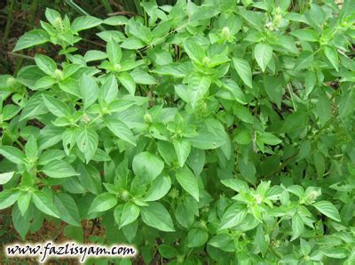 Rebus daun/akar diminum 2.)awet muda,darah tinggi,kolestrol : pesananpaklong: pucuk dicita ulam mendatang