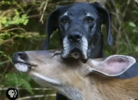 Animal Odd Couples Kate And Pip Great Dane And Deer Are Unlikely