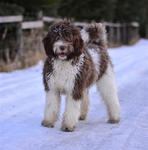 They have quickly become one of america's favorite dogs. Mini Goldendoodle Breeder - Ontario, Canada Goldendoodle ...