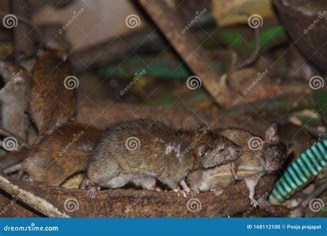 Two Mice Sleep Together Stock Photo Image Of Animal 168112100