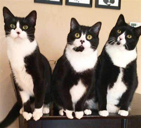 Three Black And White Tuxedo Cats Little Kittens Cute Cats And Kittens