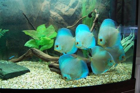 Blue Diamond Discus1 752×500 пикс Discus Fish Aquarium Fish Pet