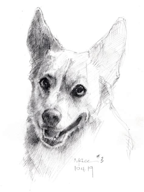 Dog Drawings Marlene Lee Art