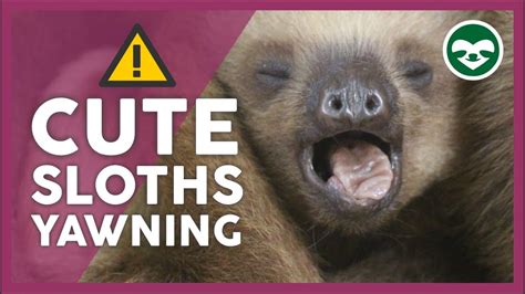 Baby Sloths Yawning 💚 Compilation The Sloth Conservation Foundation