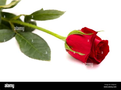 Beautiful Dark Red Rose Isolated On White Background Stock Photo Alamy