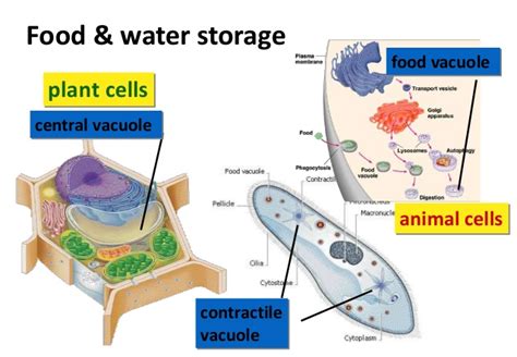 A) sufficient oxygen must be available to stimulate cell division. Vacuoles and Lysosomes