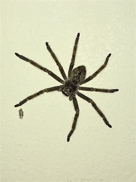My Daughter And I 6 Found This Cool Spider On The Wall In Our Rental
