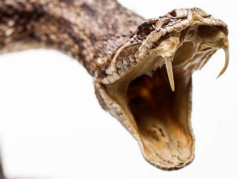 Real Rattlesnake Head Open Mouth Ubicaciondepersonas Cdmx Gob Mx