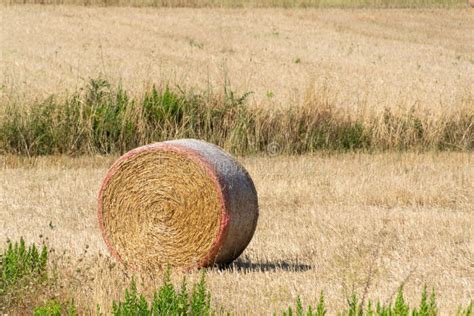 Round Dry Hay And Straw Bales From Cut Grain On Harvested Wheat Fields
