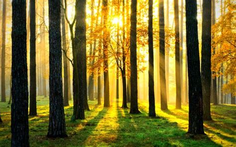 Forest Trees Nature Landscape Tree Autumn Fall Wallpapers Hd