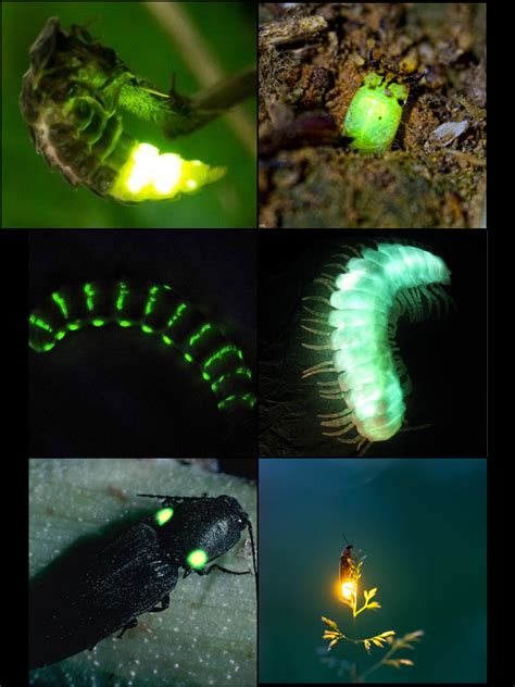 Collection 4 Bugs That Glow Rnatureismetal