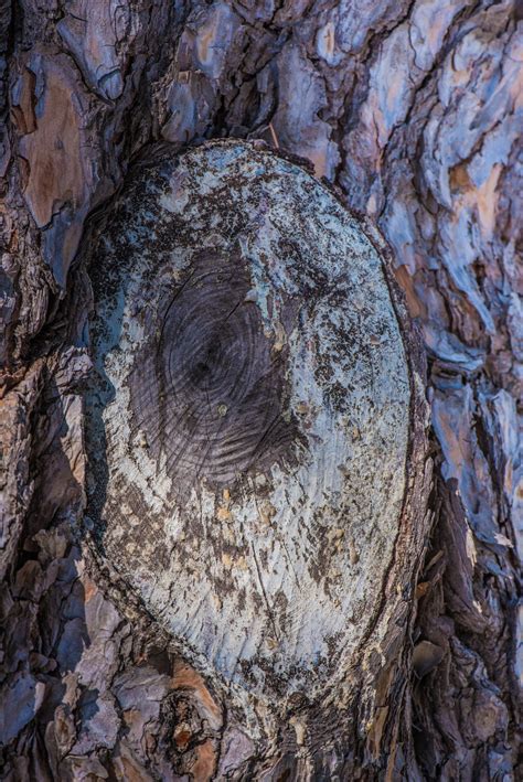 Free Images Nature Branch Wood Texture Leaf Trunk Autumn