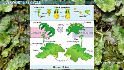 Liverwort Life Cycle Overview Characteristics And Phases Lesson