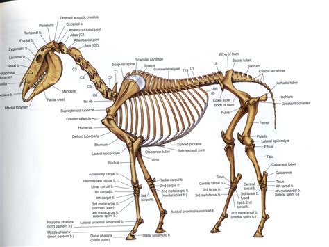 Image Gallery Horse Skeletal System