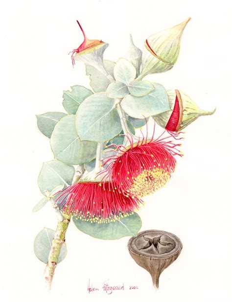 e rhodantha f169 helen fitzgerald botanical and wildlife artist helen fitzgerald flower