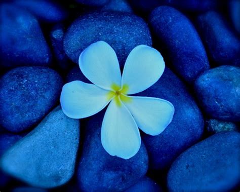 The pictures of flowers flowers!beautiful flowers, art photography of flowers: Pretty Flower with Pebbles - Flowers & Nature Background ...