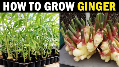 How To Grow Ginger At Home Ginger Farming At Home Protray Ginger