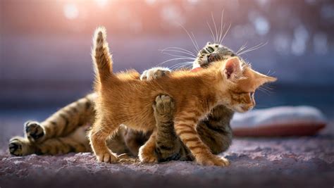 1360x768 Cute Kittens Laptop Hd Hd 4k Wallpapers Images Backgrounds