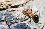 Termites vs. Ants: How to Identify and Tell Apart - Bob Vila